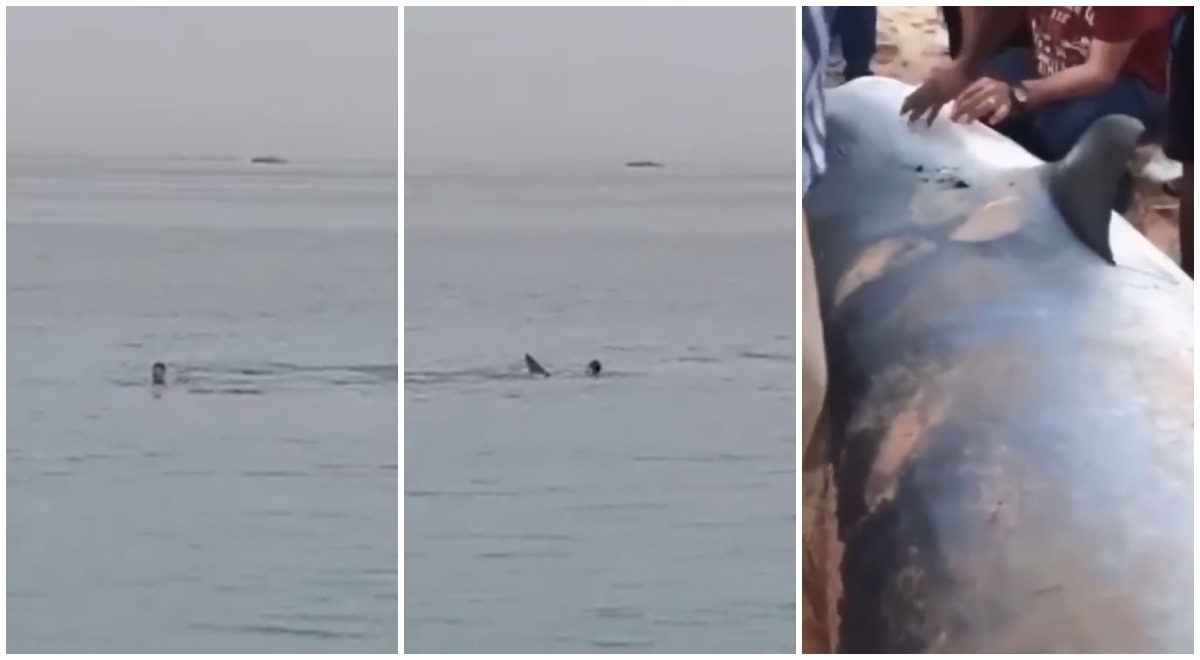 El dramático momento en que tiburón devora a joven en el Mar Rojo 