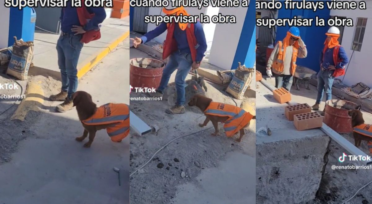 Perrito es jefe de obras en construcción e impone trabajo duro: 