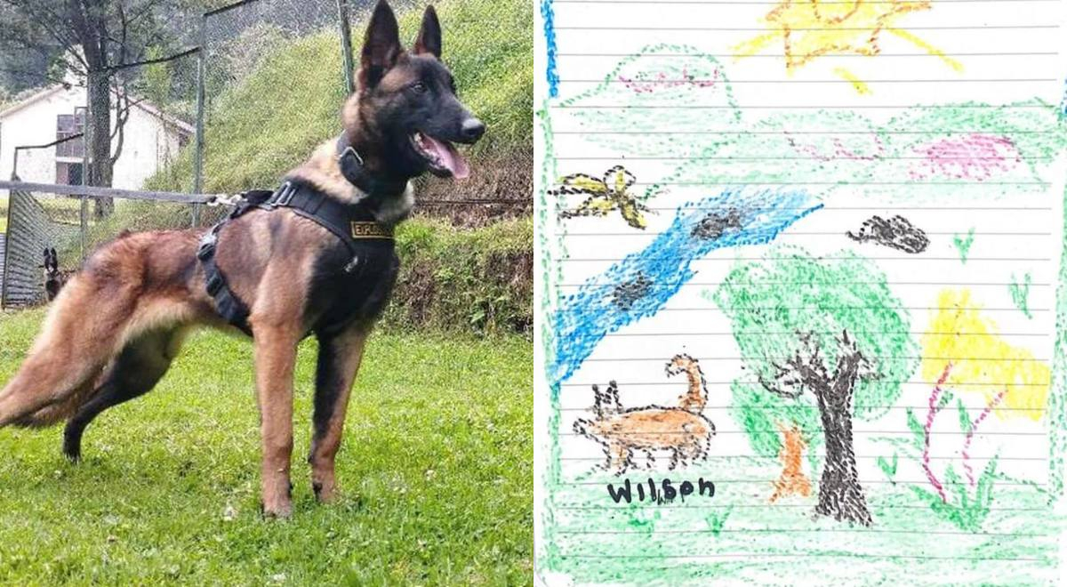 Wilson, el perro militar que desapareció tras rescatar a cuatro niños en la selva colombiana