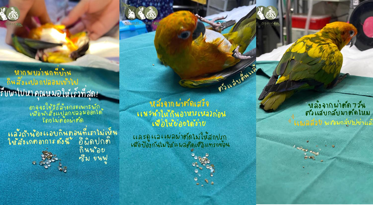 Parrot ‘robbed’ his owners and swallowed 21 diamonds