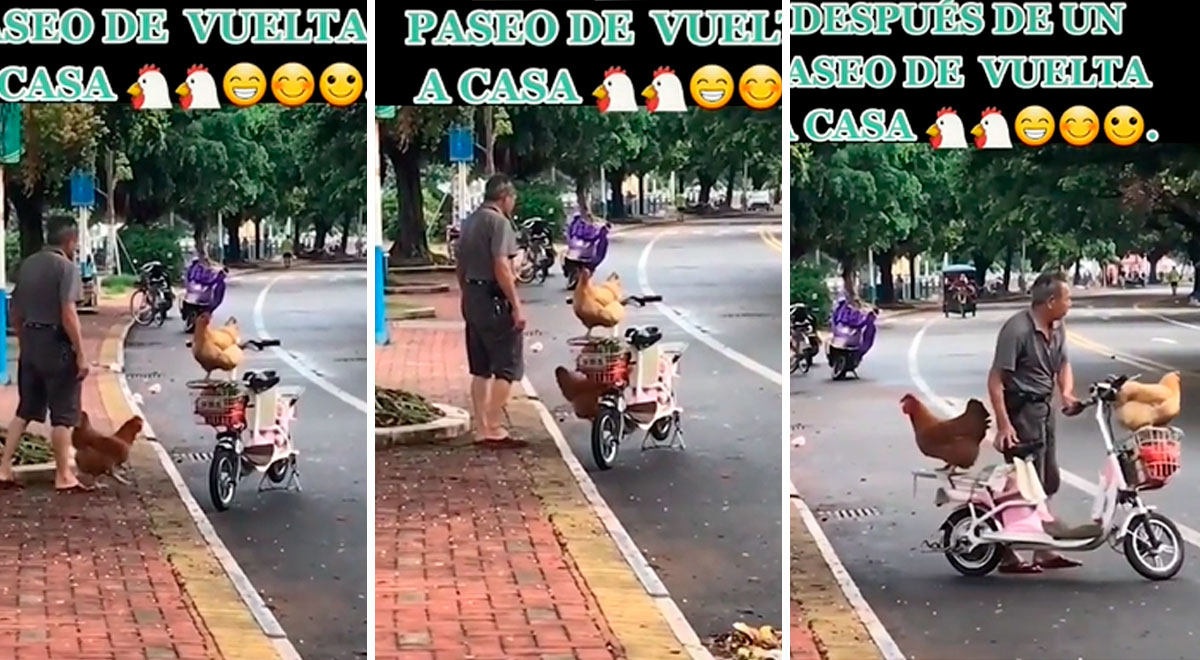 Una pareja de gallinas abordan la moto de su criador tras pasear al aire  libre - VIDEO