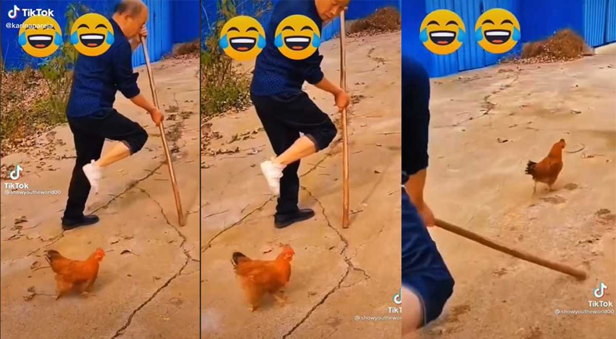 TikTok: gallina cojea al igual que su dueño y sorprende a miles de usuarios