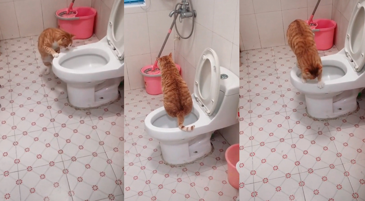 He searches for his cat and discovers that he is using his bathroom as an ‘expert’