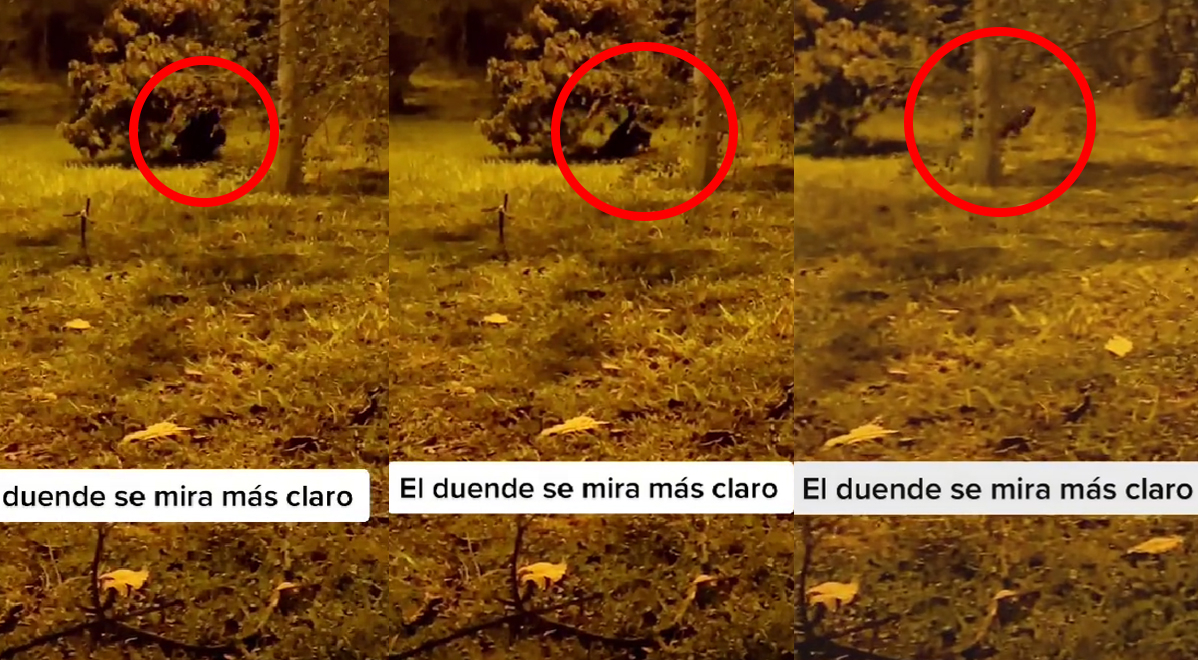 Plantar higo en casa atrae a los duendes?, ¿Mito o realidad?