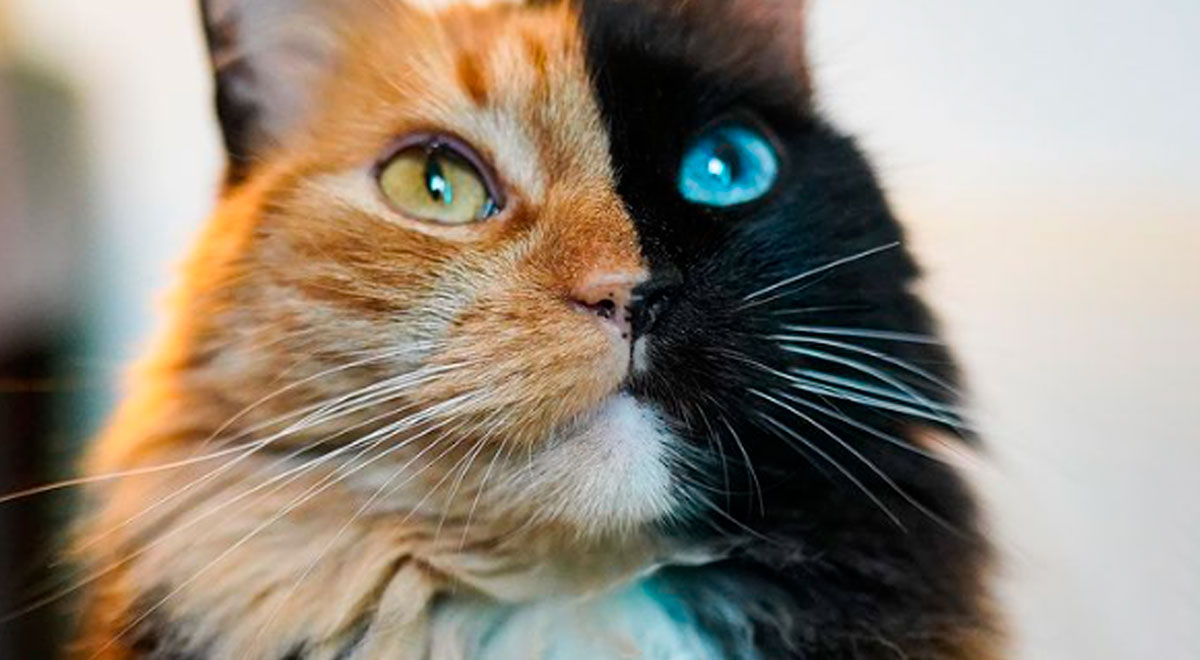 Qué es un gato quimera y por qué es tan raro? Conoce más de felinos de 'dos caras'