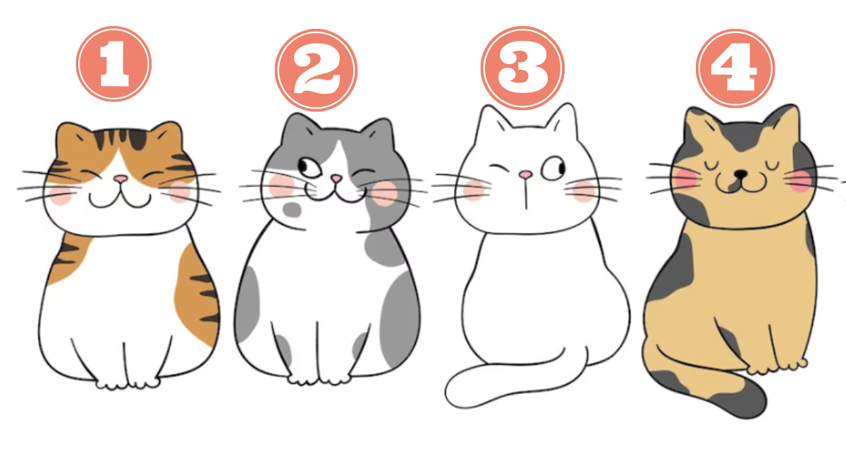 ❥ɴɪsʜɪɴᴏʏᴀ en 2023  Gatos bonitos, Cuestionario para amigos, Gatos